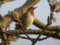 Краснозобый дрозд фото (Turdus ruficollis) - изображение №2704 onbird.ru.<br>Источник: ptakipolskie.blox.pl